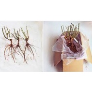 ROSE BARE ROOTS AGE OF ROOTS 4YRS PLUS-  SPECIAL ID(PRICE PER ONE ID)