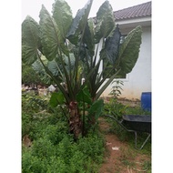 Keladi telinga gajah hiasan