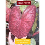 KELADI 7 LUCK CALADIUM SEVEN LUCK