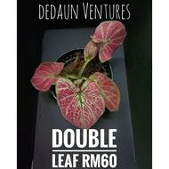 [dedaun] Caladium Double Leaf / Majestic - Keladi Caladium Double Leaf/ Majestic 彩叶芋