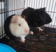 MARMUT LOKAL GUINEA PIG SEHAT GESIT JINAK