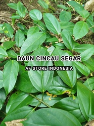 DAUN CINCAU HIJAU JELLY SEGAR 1 KG - UNTUK CAMPURAN ES CAMPUR