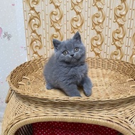 Kucing British shorthair betina blue kitten