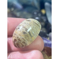 Fossil Sulur Bertam Asli Rare Gred Padu Saiz 50 Sen Lama Urat Jelas Solid Besar Batu Cincin Premium