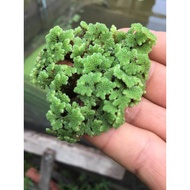 Azolla super fish food seeds 1kg