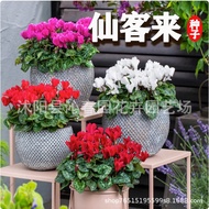 Ready Stock Fast Shipping Xiankelai Seed Four Seasons Balcony Radish Begonia Yipin Guantu Ear Flower