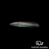 BRBN Emperor Snakehead / Toman Bunga - Channa Marulioides - Channa - Snakehead - Toman Bunga - Ikan 