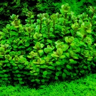 Rotala Bonsai (Aquascape Plant)