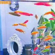 IVANES Aquarium Betta Mirror, Decorative Engraving Betta Fish Training Mirror, Fish Tank Accessories
