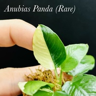 Anubias Panda (RARE) Emerse - Aquarium Live Aquatic Plant