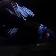 ikan cupang avatar halfmoon Blue Black