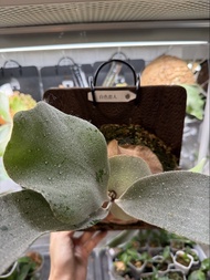 Platycerium OMO (White Lover) OMO白色戀人 鹿角蕨（木板植）