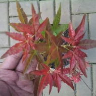 Terlaris / Promo Tanaman Hias Pohon Japanese Red Maple Langka Unik