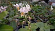 【芃程蘭舍】淺橘唇姬蝴蝶 Phal. equestris 2.5吋實生來花