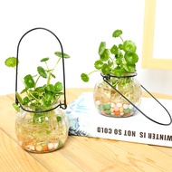 Copper coin glass vase foliage plant bottle hydroponics plant container aquatic hydroponics radish utensils