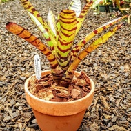 BROMELIAD *CAT'S PAJAMAS* S/BABY SIZE (NICE AND HEALTHY PLANT)