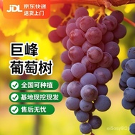 Shuangmeng Jufeng Grape Sunshine Rose Sapphire Grape Tree Field Cultivation South and North Planting Climbing Vine Pot S