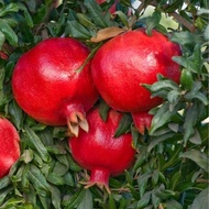 COD BIBIT POHON JERUK PAMELO MERAH/RED PAMELO/PAMELO RUBY Siap tanam