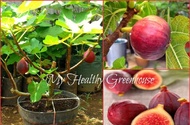 พันธุ์ Khurtmani Red Israel Figs Plant ต้นมะเดื่อฝรั่ง Figs ต้นสมบูรณ์มาก รากแน่นๆ มีผลขนาดใหญ่ จัดส