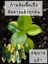 ไม้เนื้อเยื่อก้านส้มด่างอนุบาลแล้ว (Philodendron Billietiae Variegated) ติดด่างแล้วทุกต้น