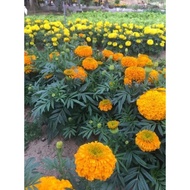 Dwarf orange marigold seeds 35-40 cm 1000 seeds