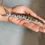 TSN Catfish Tankmate Predator size 18-20cm