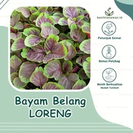 4000 Biji - Benih Bayam Batik Bayam Belang Bayam Loreng Super Unggul