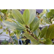 Dried Bay Leaves 10 grams