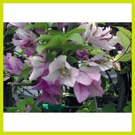 ╯ ∆ ┴ ♗ Bougainvillea cuttings