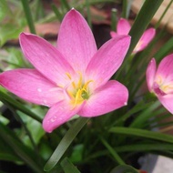 Zephyranthes sp. มีหัวใต้ดินคล้ายหัวหอม ใบเดี่ยว ดอกสีชมพู 10 หัว บัวดิน พันธุ์ว่านขุนแผนสะกดทัพ อีก