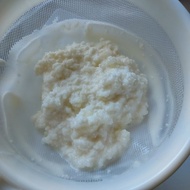 奶克菲爾菌種 milk kefir grain $10/20g
