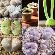 Succulent Plant Dried Apricot Bunny Flower Seeds Lithops Heart Seed Cute and Interesting100Granule