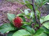 Bibit Rambutan Parakan