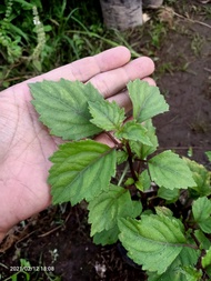 Bibit Pohon Nilam - Tanaman Daun Nilam - Patchouli