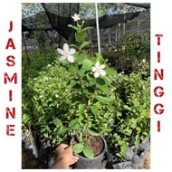 pokok bunga jasmine (pokok tinggi)