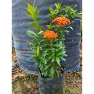 Ixora Plant 'Dwarf Orange' 仙丹花