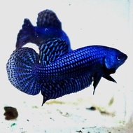 Wild betta cupang alam alien hybrid blue indukan