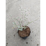 Variegated African Talisay Tree  Variety