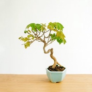 小品盆栽・日本宮樣楓・ミヤサマカエデ