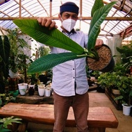 Tanaman hias philodendron linet