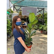 GPS Green Plant Society Live Plant Ficus Lyrata Bambino Indoor Plant 琴叶榕 100cm