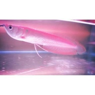 [[murah]] ikan arwana/arwana silver red brazil ukuran 7 - 8 cm (promo
