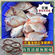 協和生鮮✨花東野生赤宗魚/赤宗筍仔/赤鯮/限量海魚/赤鯮/鮮凍赤鯮魚/野生赤鯮