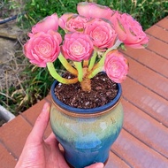 Pink Begonia Master Small Old Pile Succulent Plant Indoor Balcony Beautiful Radiation-Proof Potted F