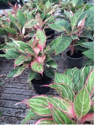 Aglaonema Candy Cane - Live Plant