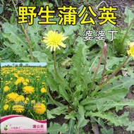 Dandelion Seed Dandelion Seed Granny Ding Seed Flower Seed Flower Seed Vegetable Seed Wholesale Seed