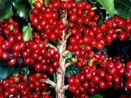 bibit pohon kopi arabika ateng super cabutan benih tanaman kopi arabika unggulan bandung