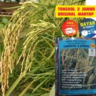 BIBIT COD tongkol2 jumbo benih padi Galur lokal Aceh berkualitas.