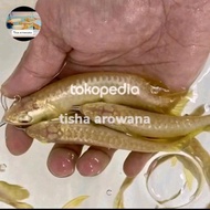 ikan arwana golden crossback 24k gh malaysia