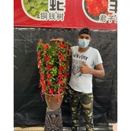 CNY Calamansi lime (Limau Kasturi) 大吉大利